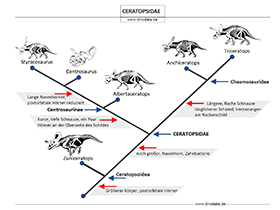 Schautafel Ceratopsidae / © Dinodata.de