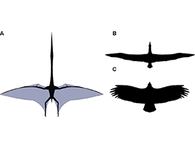 Vergleich der Flügelformen / Witton & Naish. Creative Commons 4.0 International (CC BY 4.0)