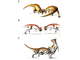 Hypothetische Kopf-an-Kopf-Interaktionen zwischen Pachycephalosauriern / Peterson et al. Creative Commons 4.0 International (CC BY 4.0)