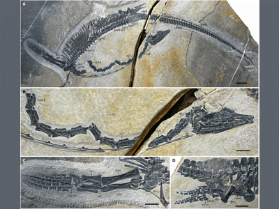 Fossil des Austronaga / © Wang et al.