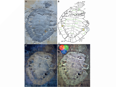 Holotyp / © Spicher et al.