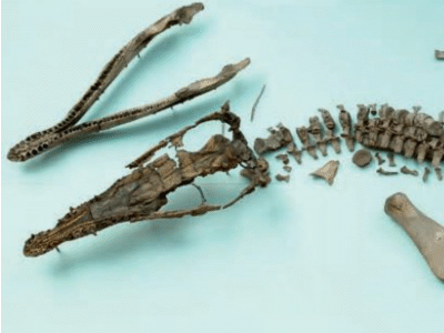 Fossil / © Ketchum et al.