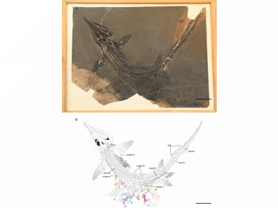 Mixosaurus panxianensis ZMNH M8769 / © Gu et al.