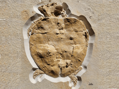 Fossil der Solnhofia (DMA-JP-2004/005/ © Augustin et al.