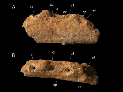 Holotyp / © Longrich et al.