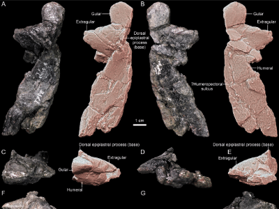 Holotyp / © Szczygielski et al.