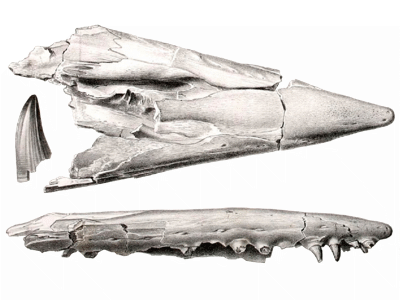 Schädel des Tylosaurus / Bild ist gemeinfrei 
