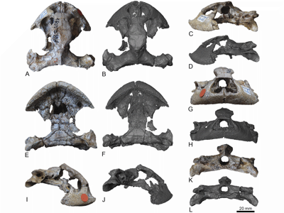 Schädel der Zolhafah / © Martın-Jimenez et al.