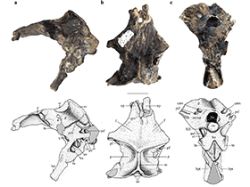 Fossilien des Allkaruen / Codorniú et al. Creative Commons 4.0 International (CC BY 4.0)