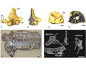 Fossilien des Anhanguera / Claessens et al.. Creative Commons 4.0 International (CC BY 4.0)