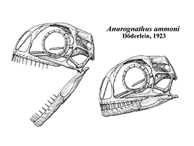 Schädelzeichnung des Anurognathus / Jaime Headden. Creative Commons NonCommercial-NoDerivs 3.0 Unported (CC BY-NC-ND 3.0)