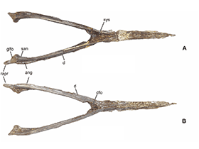 Kieferknochen des Aymberedactylus / Pêgas et al. Creative Commons 4.0 International (CC BY 4.0)