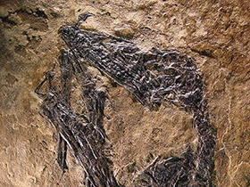 Holotyp des Bergamodactylus / Alexander Kellner. Creative Commons 4.0 International (CC BY-NC 4.0)