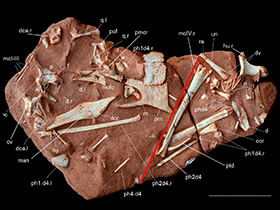 Fossil des Caiuajara / Manzig et al.Creative Commons 4.0 International (CC BY 4.0)