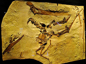 Fossil des Dawndraco / Kurt Andreas. 
Creative Commons NonCommercial-ShareAlike 2.0 Generic (CC BY-NC-SA 2.0)