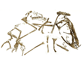 Dimorphodon 
Fossilzeichnung. Creative Commons CC0 1.0 Universal (CC0 1.0)