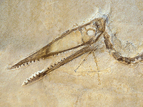 Fossil des Germanodactylus / © Juergen Harf. Verwendet mit freundlicher Genehmigung des Autors