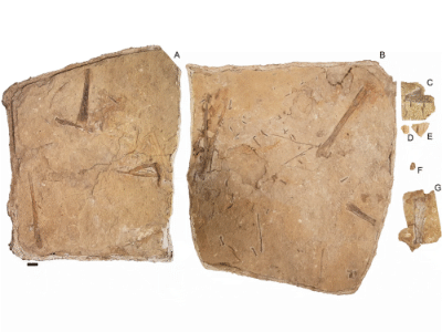 Fossil / © Pentland et al.