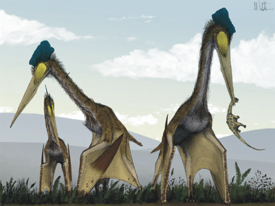 Hatzegopteryx
 / © Mark Witton