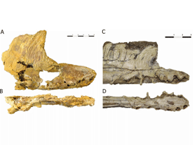 Holotyp des Iberodactylus / Holgado et al. Creative Commons 4.0 International (CC BY 4.0)