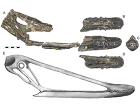 Schädel des Istiodactylus / PLoS ONE. Creative Commons 4.0 International (CC BY 4.0)