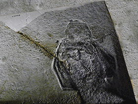 Fossil des Jeholopterus
 / Kumiko.Creative Commons ShareAlike 2.0 Generic (CC BY-SA 2.0)