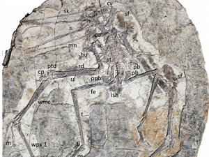 Fossil © Hone et al. Creative Commons 4.0 International (CC BY 4.0)