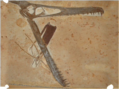 Ludodactylus / © Frey et al.