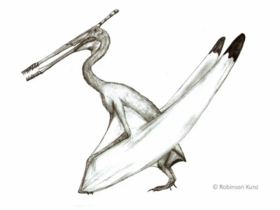 Moganopterus Moganopterus zhuiana - Beschreibung, Dinodata.de