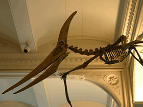 Pteranodon
 // Ryan Somma. Creative Commons ShareAlike 2.0 Generic (CC BY-SA 2.0)