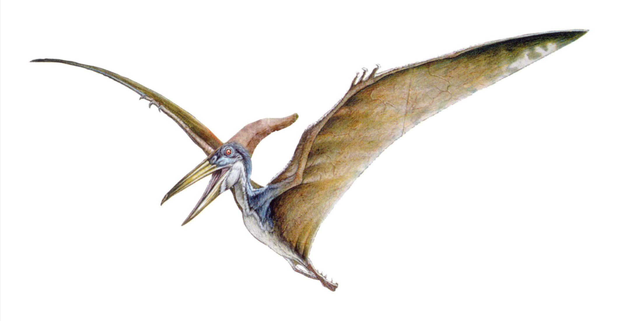 fischender Pteranodon Flugsaurier Karte 3D Lentikular 