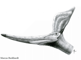 Pteranodon / © Marcus Burkhardt. Verwendet mit freundlicher Genehmigung des Autors.