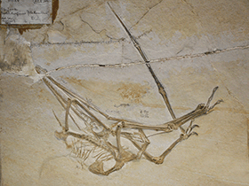 Pterodactylus / Uwe Jelting, Creative Commons 4.0 International (CC BY-NC-ND 4.0)