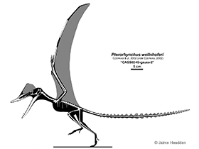 Pterorhynchus
 // Jaime Headden. Creative Commons NonCommercial-NoDerivs 3.0 Unported (CC BY-NC-ND 3.0)