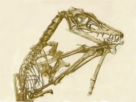 Fossil des Scaphognathus / Bild ist Public Domain