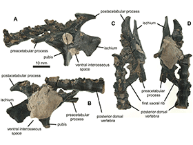 Holotyp des Vectidraco / Naish et al. Creative Commons 4.0 International (CC BY 4.0)