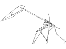Skelettzeichnung des Zhejiangopterus / Witton & Naish. Creative Commons 4.0 International (CC BY 4.0)