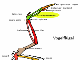 Vogelflügel / Dinodata.de. Creative Commons 4.0 International (CC BY-SA 4.0)