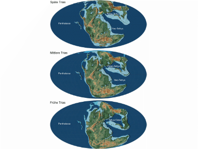 Trias / © Fang et al.