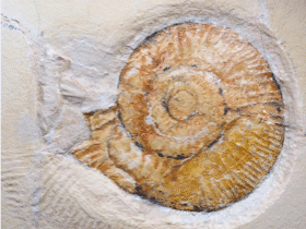Ammonit aus Solnhofen / Lomax et al. Creative Commons 4.0 International (CC BY 4.0)