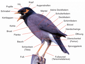 Morphologie der Vögel / Dinodata.de. Creative Commons 4.0 International (CC BY 4.0)