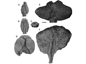 Morphologie von ankylosauroiden Schwanzkeulen / Victoria Arbour. Creative Commons 4.0 International (CC BY 4.0)