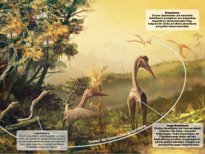 Visuelle Zusammenfassung, wie grundlegende, größenabhängige Flugparameter (Flügelbelastung, Spannweite und Streckungsverhältnis) die Pterosaurierökologie während der gesamten Entwicklung beeinflusst haben könnten. Die hier gezeigten Tiere sind große Azhdarchiden, Arten, die wahrscheinlich die größten ontogenetischen Massenunterschiede aller Flugsaurier und damit möglicherweise das breiteste ökologische Spektrum über ihre verschiedenen Wachstumsstadien hinweg aufwiesen. Azhdarchiden waren in erster Linie terrestrische Flugsaurier, was sich in dieser Abbildung widerspiegelt, obwohl die hier gemachten Umgebungen und Punkte verallgemeinert sind: Sie beziehen sich nicht ausdrücklich auf ein Azhdarchid-Taxon. Die ontogenetische Nischenausnutzung konnte sich in anderen Umgebungen unterscheiden. 
