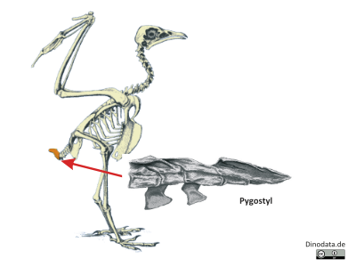 Pygostyl / Dinodata.de. Creative Commons 4.0 International (CC BY 4.0)