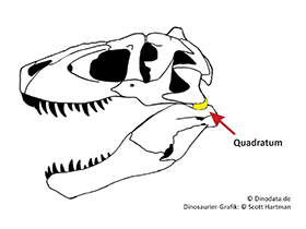 Quadratum / © Scott Hartman, Dinodata.de