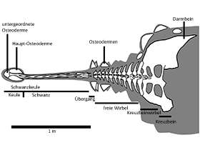 Schwanz eines Ankylosauriers / Victoria Arbour. Creative Commons 4.0 International (CC BY 4.0)